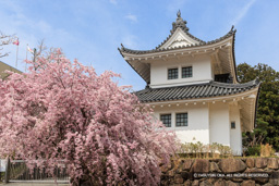 園部城本丸巽櫓（春の桜） | 高解像度画像サイズ：8192 x 5464 pixels | 写真番号：344A9386 | 撮影：Canon EOS R5