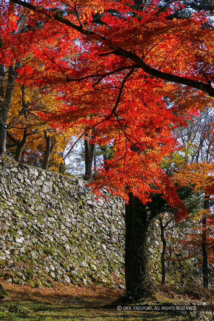 大和高取城の紅葉