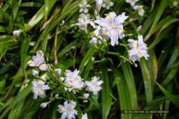 シャガの花｜高解像度画像サイズ：1440 x 960 pixels｜写真番号：108-0899_IMG｜撮影：Canon EOS D30