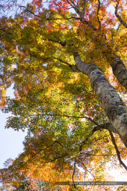 高取の紅葉｜高解像度画像サイズ：4480 x 6720 pixels｜写真番号：5D4A2654｜撮影：Canon EOS 5D Mark IV