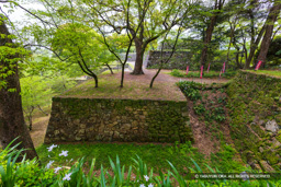 北の丸から本丸を望む | 高解像度画像サイズ：8192 x 5464 pixels | 写真番号：6F1A7418 | 撮影：Canon EOS R5m2