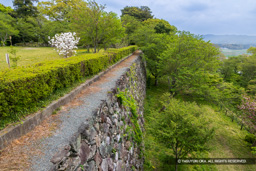 本丸西面石垣 | 高解像度画像サイズ:8192 x 5464 pixels | 写真番号:6F1A7450 | 撮影:Canon EOS R5m2