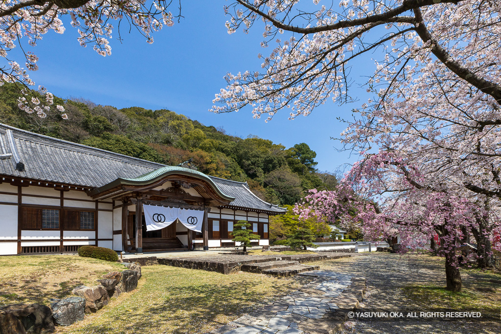 龍野城の桜・御殿