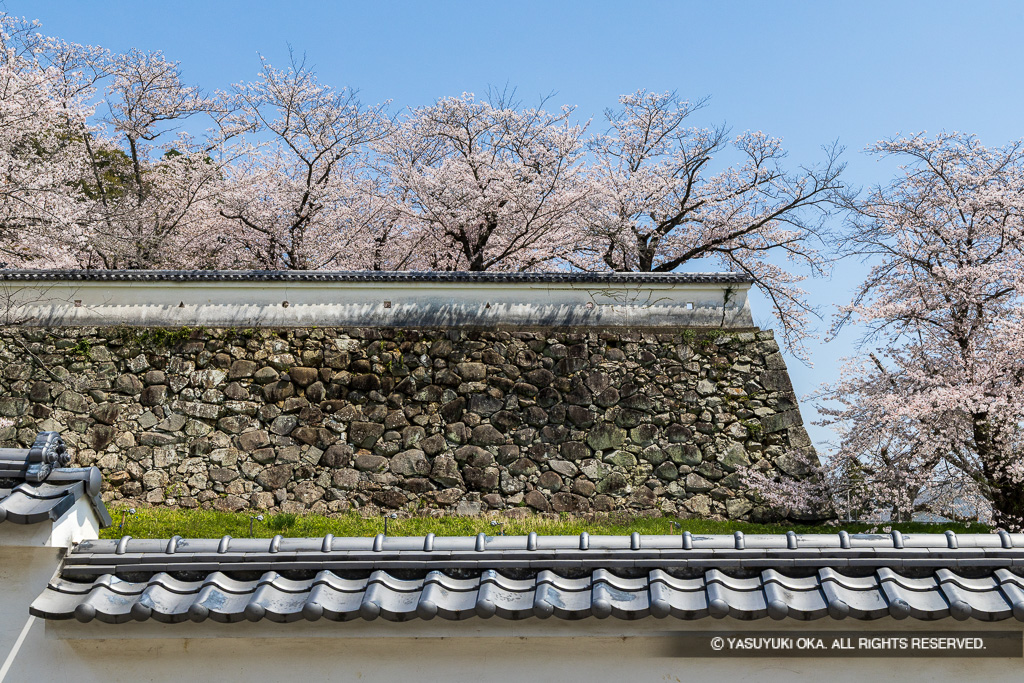 石垣と桜