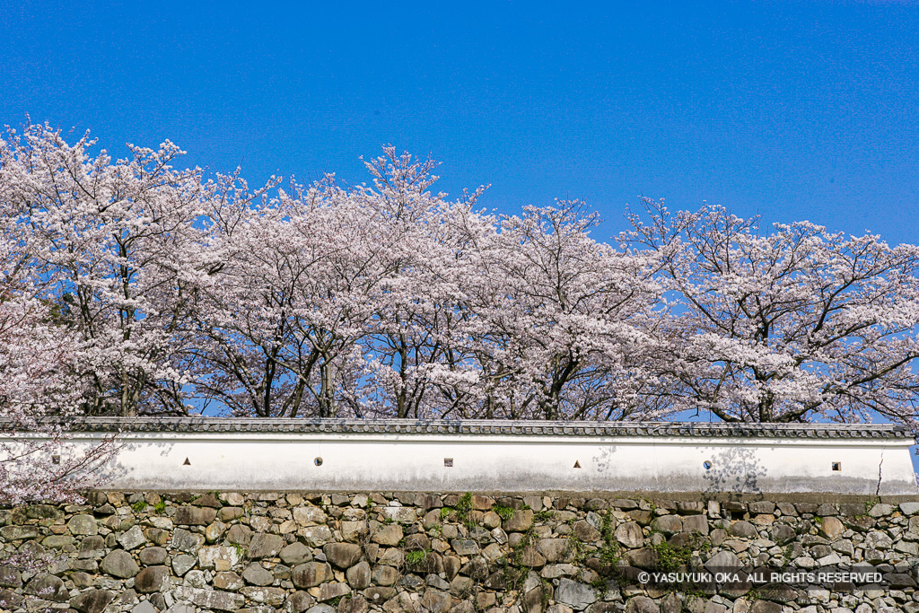 土塀と桜