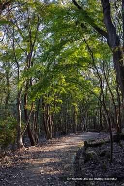 旧因幡街道 | 高解像度画像サイズ：5464 x 8192 pixels | 写真番号：344A5328 | 撮影：Canon EOS R5