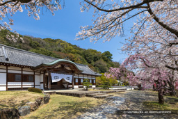 龍野城の桜・御殿 | 高解像度画像サイズ：7939 x 5295 pixels | 写真番号：6F1A6427 | 撮影：Canon EOS R5m2