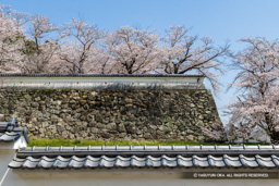 石垣と桜 | 高解像度画像サイズ：7952 x 5304 pixels | 写真番号：6F1A6477 | 撮影：Canon EOS R5m2
