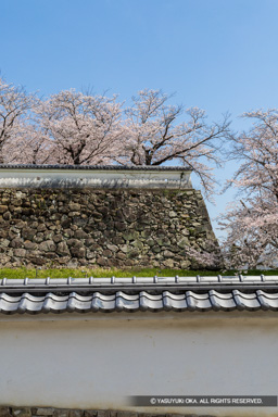 石垣と桜 | 高解像度画像サイズ：5424 x 8131 pixels | 写真番号：6F1A6478 | 撮影：Canon EOS R5m2
