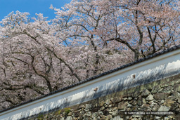 土塀と桜 | 高解像度画像サイズ：8124 x 5419 pixels | 写真番号：6F1A6480 | 撮影：Canon EOS R5m2