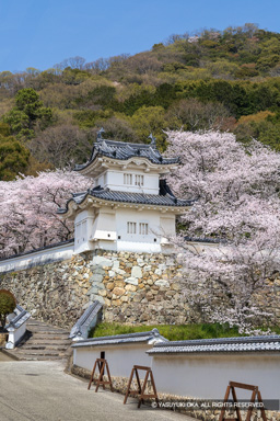龍野城の桜・隅櫓 | 高解像度画像サイズ：5437 x 8152 pixels | 写真番号：6F1A6494 | 撮影：Canon EOS R5m2