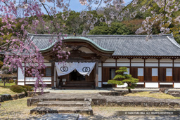 龍野城の桜・御殿 | 高解像度画像サイズ：7870 x 5250 pixels | 写真番号：6F1A6519 | 撮影：Canon EOS R5m2