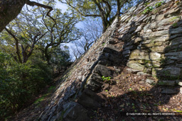 本丸石垣南面 | 高解像度画像サイズ:8192 x 5464 pixels | 写真番号:6F1A4049 | 撮影:Canon EOS R5m2