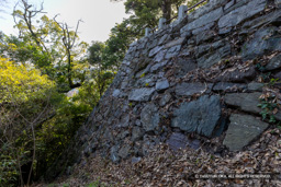 本丸石垣南面 | 高解像度画像サイズ:8192 x 5464 pixels | 写真番号:6F1A4053 | 撮影:Canon EOS R5m2