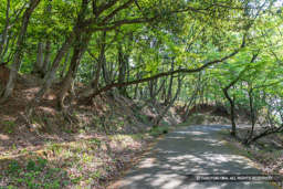 太閤ヶ平・レク森管理道 | 高解像度画像サイズ:8192 x 5464 pixels | 写真番号:6F1A8165 | 撮影:Canon EOS R5m2