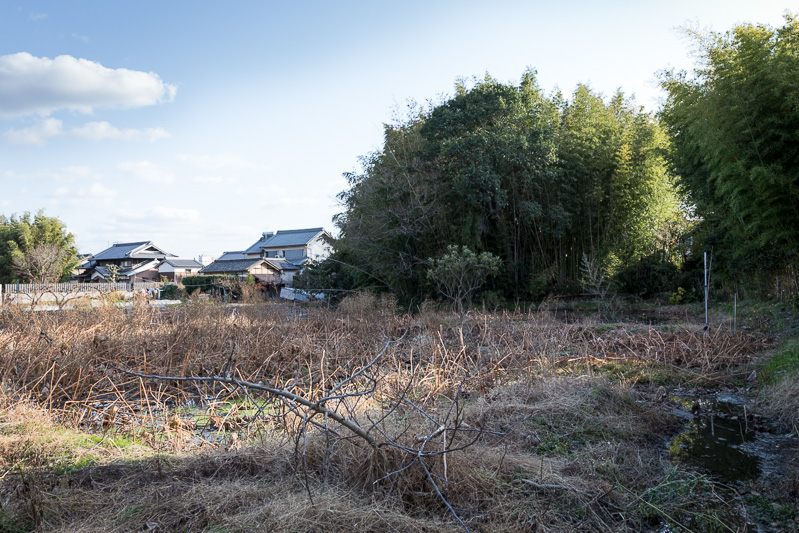 筒井城の中心部・蓮根畑