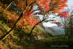 人質郭石垣・南側の三の丸跡への道・紅葉｜高解像度画像サイズ：4992 x 3328 pixels｜写真番号：VJ7Z4363｜撮影：Canon EOS-1Ds Mark II