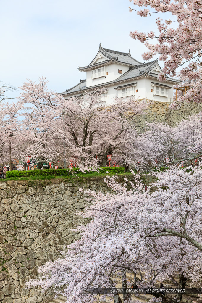 津山城の桜