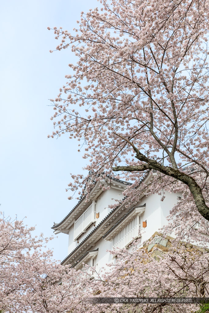 津山城の桜