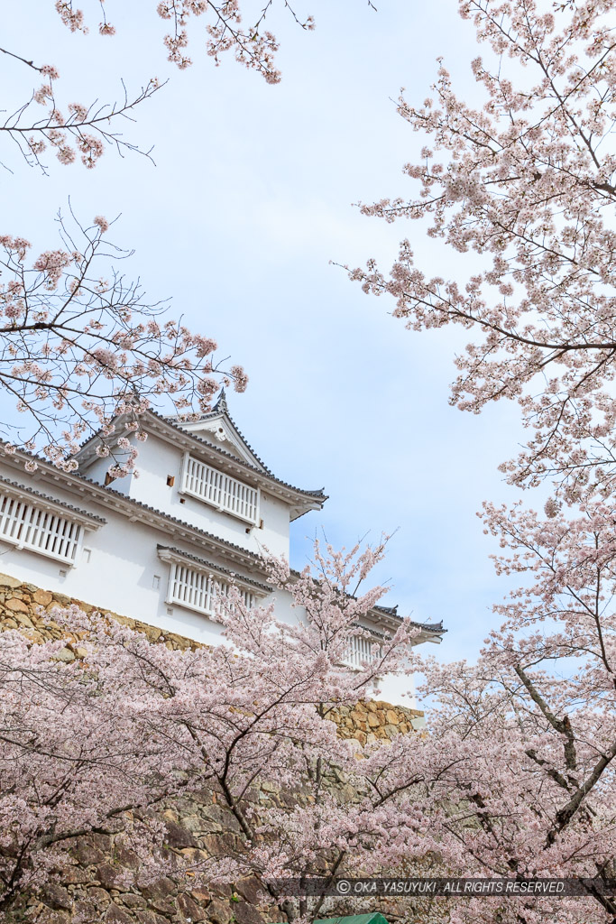 津山城の桜・備中櫓