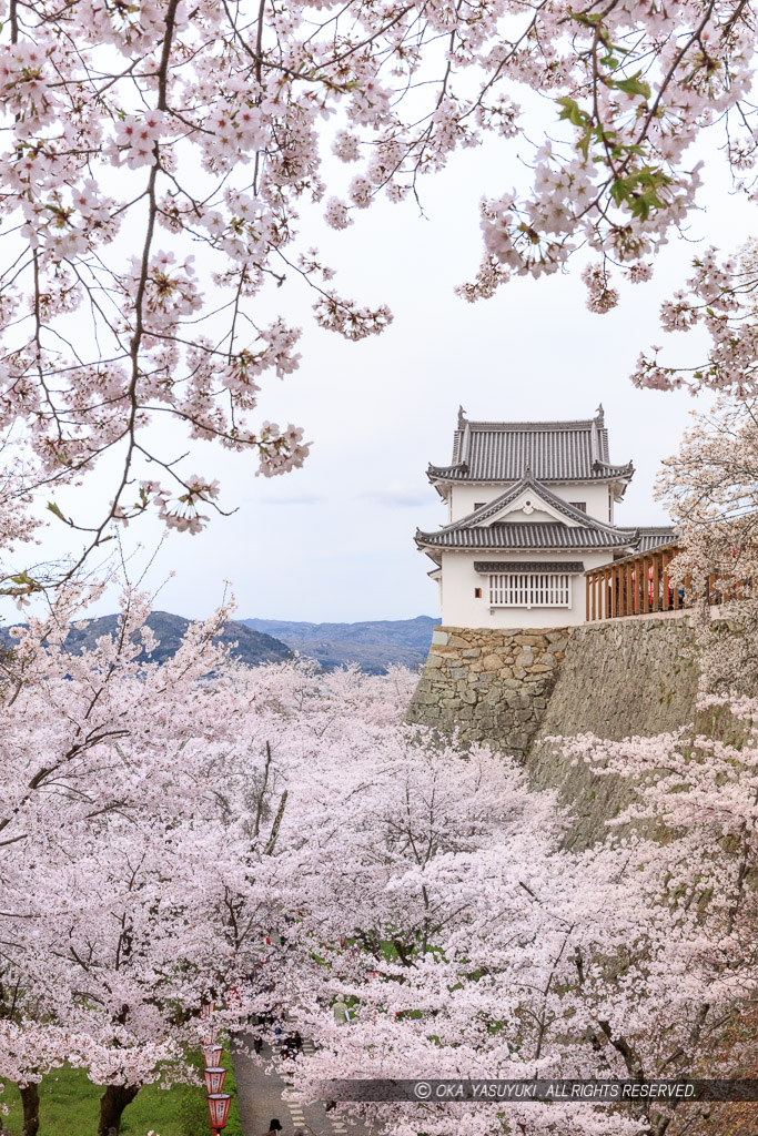 津山城の桜