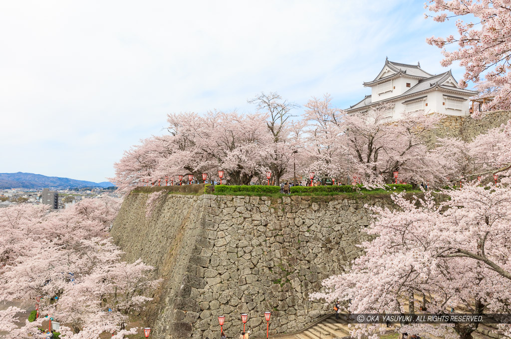 津山城の桜