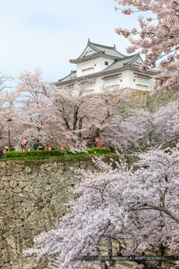 津山城の桜｜高解像度画像サイズ：5734 x 8601 pixels｜写真番号：5DSA5285｜撮影：Canon EOS 5DS