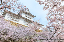 津山城の桜・備中櫓｜高解像度画像サイズ：8688 x 5792 pixels｜写真番号：5DSA5324｜撮影：Canon EOS 5DS