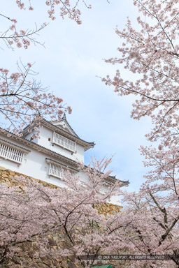 津山城の桜・備中櫓｜高解像度画像サイズ：5792 x 8688 pixels｜写真番号：5DSA5327｜撮影：Canon EOS 5DS