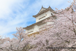 津山城の桜・備中櫓｜高解像度画像サイズ：8688 x 5792 pixels｜写真番号：5DSA5381｜撮影：Canon EOS 5DS