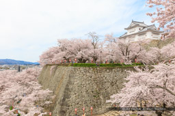 津山城の桜｜高解像度画像サイズ：8467 x 5616 pixels｜写真番号：5DSA5406｜撮影：Canon EOS 5DS