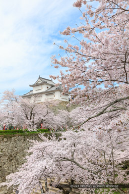 津山城の桜｜高解像度画像サイズ：5733 x 8600 pixels｜写真番号：5DSA5411｜撮影：Canon EOS 5DS