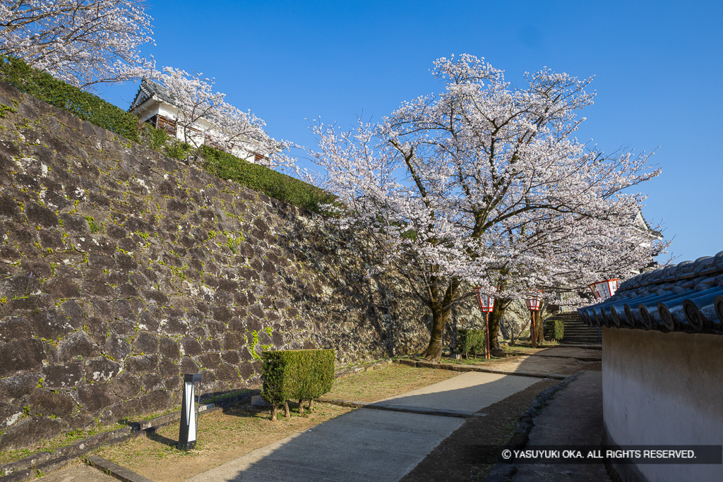 鐙坂・桜
