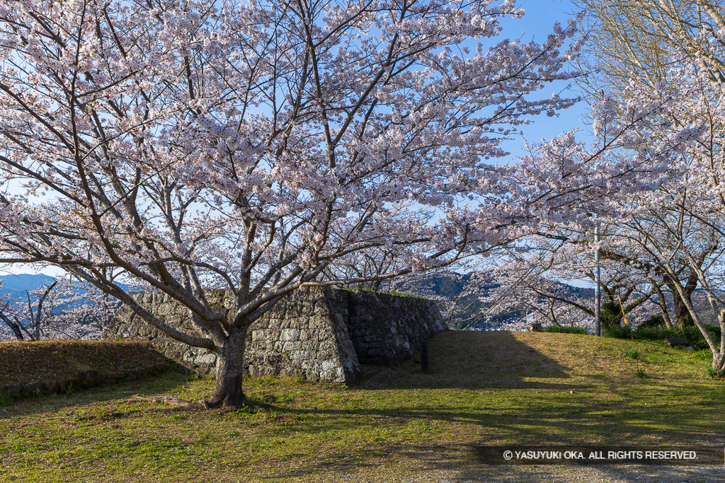 会所櫓跡・桜