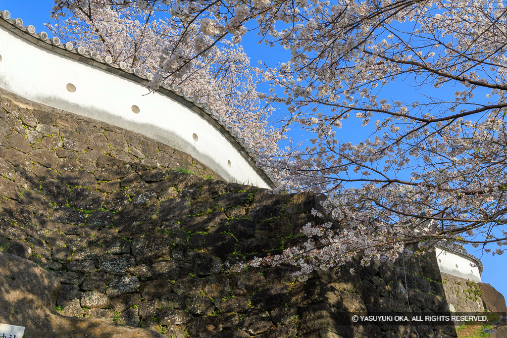 桜の情景
