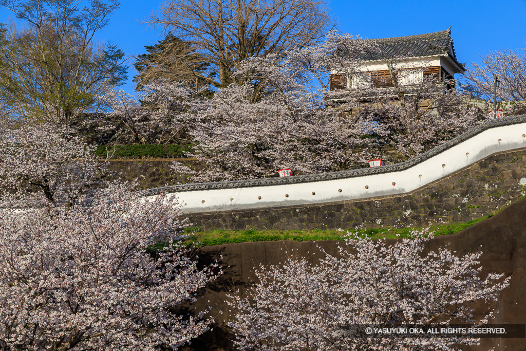 鐙坂土塀と大門櫓・桜