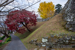 二の丸切岸と石垣・紅葉 | 高解像度画像サイズ：6720 x 4480 pixels | 写真番号：5D4A5589 | 撮影：Canon EOS 5D Mark IV