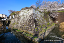 亭櫓台・桜 | 高解像度画像サイズ:8005 x 5339 pixels | 写真番号:6F1A5368 | 撮影:Canon EOS R5m2