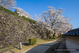 鐙坂・桜 | 高解像度画像サイズ：8192 x 5464 pixels | 写真番号：6F1A5386 | 撮影：Canon EOS R5m2