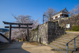 中門櫓跡・大門櫓・桜 | 高解像度画像サイズ：8192 x 5464 pixels | 写真番号：6F1A5393 | 撮影：Canon EOS R5m2