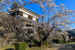 大門櫓・桜 | 高解像度画像サイズ：7754 x 5172 pixels | 写真番号：6F1A5400 | 撮影：Canon EOS R5m2