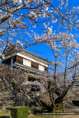 大門櫓・桜 | 高解像度画像サイズ：4849 x 7270 pixels | 写真番号：6F1A5401 | 撮影：Canon EOS R5m2