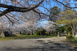 二の丸跡・桜 | 高解像度画像サイズ:8192 x 5464 pixels | 写真番号:6F1A5405 | 撮影:Canon EOS R5m2