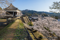 大門櫓・井楼櫓跡・畳櫓・桜 | 高解像度画像サイズ：8192 x 5464 pixels | 写真番号：6F1A5406 | 撮影：Canon EOS R5m2
