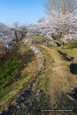 二の丸塁壁・会所櫓跡・桜 | 高解像度画像サイズ：5464 x 8192 pixels | 写真番号：6F1A5416 | 撮影：Canon EOS R5m2