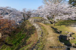 二の丸塁壁・会所櫓跡・桜 | 高解像度画像サイズ：8051 x 5370 pixels | 写真番号：6F1A5418 | 撮影：Canon EOS R5m2