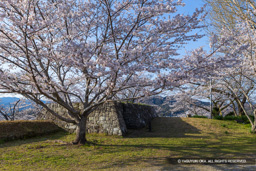 会所櫓跡・桜 | 高解像度画像サイズ:7780 x 5189 pixels | 写真番号:6F1A5419 | 撮影:Canon EOS R5m2