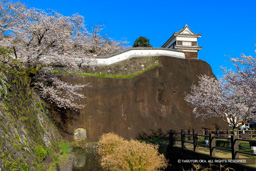 畳櫓と斜面・桜 | 高解像度画像サイズ:8192 x 5464 pixels | 写真番号:6F1A5456 | 撮影:Canon EOS R5m2