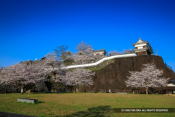 時鐘櫓跡・大門櫓・畳櫓・桜 | 高解像度画像サイズ：8045 x 5366 pixels | 写真番号：6F1A5461 | 撮影：Canon EOS R5m2