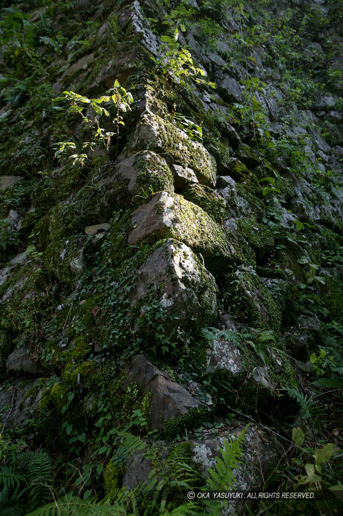 宇和島城の苔むす石垣